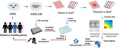 Application of hiPSC as a Drug Tester Via Mimicking a Personalized Mini Heart